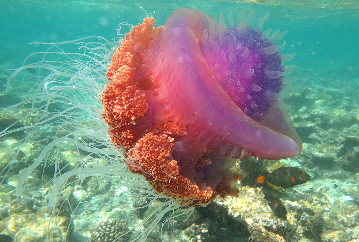 IMG_1334rf_Maldives_Madoogali_House reef_Meduse.jpg